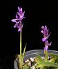 Anacamptis - one more European Mediterranean terrestrial-anacamptis-laxiflora-2-jpg