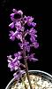 Anacamptis - one more European Mediterranean terrestrial-anacamptis-laxiflora-5-jpg