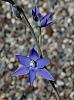 BLUE - Some Thelymitras-thel-glaucophylla-1-jpg