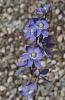 BLUE - Some Thelymitras-thel-glaucophylla-grandiflora-2-jpg