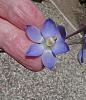 BLUE - Some Thelymitras-thel-glaucophylla-grandiflora-1-jpg