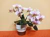 Phalaenopsis wiganiae blooming-img_20230427_235232-jpg