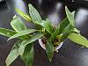Dendrobium type ID-pxl_20230428_180103816-jpg