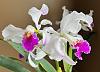 Cattleya mossiae-img_1151-jpg