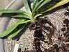 Paphiopedilum Harrisianum with drooping leaves-img_3055-jpg