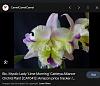 Looking for this Orchid-cattleya-pic-2-jpg