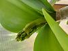 Three Cattleya tigrina-20230515_093906-jpg