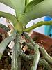 Phalenopsis roots are turning black at the stem-img_4922-jpg