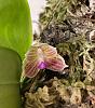 Phalaenopsis javanica first bloom-e20715b0-5738-421a-96be-e62903705095-jpg
