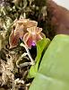 Phalaenopsis javanica first bloom-e84bc646-f1dd-4e53-a1f3-a88b9644c15e-jpg