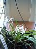 What is a Neofinetia falcata?-100_0371-jpg