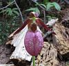 Cypripedium acaule-insta-acaule-3-jpg