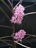 Vanda christensoniana-vanda-christensoniana-jun23-4-jpg