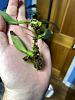 Bulbophyllum fascinator Import-orch2-jpg