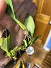 Bulbophyllum fascinator Import-orch3-jpg