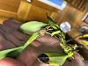 Bulbophyllum fascinator Import-orch4-jpg