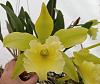 B. nodosa x Rlc. Prada Green Deluxe-20230513_151622-cropped-jpg