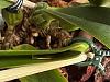 Cattleya black spot growing-img_7681-jpg
