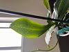 Phalaenopsis deliciosa with pock marks all over the top leaf.-orchid-leaf-3-jpg