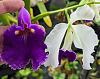 Cattleya warscewiczii semi-alba-pxl_20230618_164724967-jpg