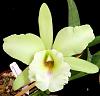 Blc. ( Xandosa x Mount Hood 'Mary )-xan2-jpg