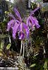 Cattleya maxima - highland form-maxima-highland-form-2-7-23-jpg