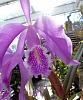 Cattleya maxima - highland form-maxima-highland-form-3-7-23-jpg