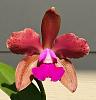 Cattleya Allen Condo first-bloom seedling-img_1311-jpg