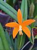 Cattleya harpophylla-harpophylla-jul23-1-jpg