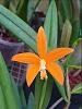 Cattleya harpophylla-harpophylla-jul23-4-jpg