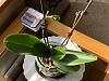 Phal Surprise - What to do now?-img_e3175-jpg