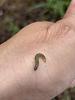 Is this an army worm? How do I keep them from coring out my young Catasetums?-img_0867-jpg