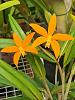 Cattleya harpophylla-harpophylla-2fl-jul23-1-jpg