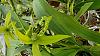 Coelogyne Mayeriana - tell me about her-20230729_140946-jpg