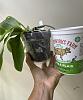 Phal Sweet Memory droopy leaves and not growing roots-23dccb29-e15d-4f13-97c3-ceb505643eb3-jpg