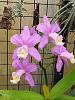 Cattleya harrisoniana-harrisoniana-8sug23-1-jpg