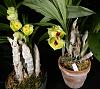 Catasetum expansum-ctsm-expansum-2-forms-jpg