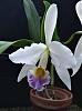 Cattleya gaskelliana coerulea-gaskelliana-coerulea-aug23-16-jpg