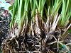 Cymbidium Roots-cymbidium-2-jpg