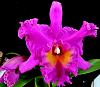 Blc.Joe '1100'-joe2-jpg