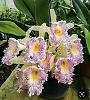 ID on these two orchids-img_1401-jpg