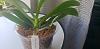 Phal. Flower Spike Stopped Growing and Instead It's Growing Leaves and Roots-20230821_132540-jpg