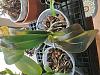 My Phalaenopsis are all dying!-20230826_131134-jpg
