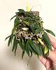 Gorgeous new dendrobium houkuense, culture tips?-1858381a-0895-43d2-94bc-c7b5898cebce-jpg