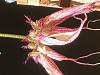 Bulbophyllum Elizabeth Ann Buckleberry-img_3027-jpg