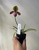 Paphiopedilum henryanum-6b730d0f-32c7-4210-ace6-6cf452add579-jpg