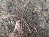 vege/tomato garden issue - I am gROOTS-roots-jpg