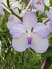 Vanda coerulea-coerulea-sep23-2-jpg