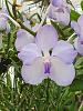 Vanda coerulea-coerulea-sep23-5-jpg