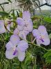 Vanda coerulea-coerulea-sep23-6-jpg